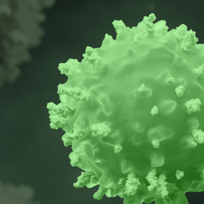 Treg immune system cell